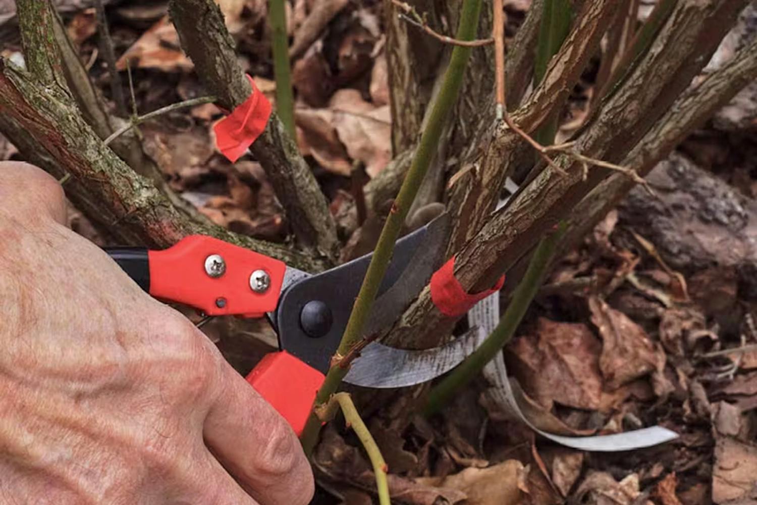 Kevätleikkaus Leikkaaminen keväällä